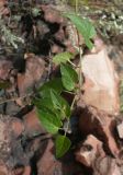 Solanum kitagawae