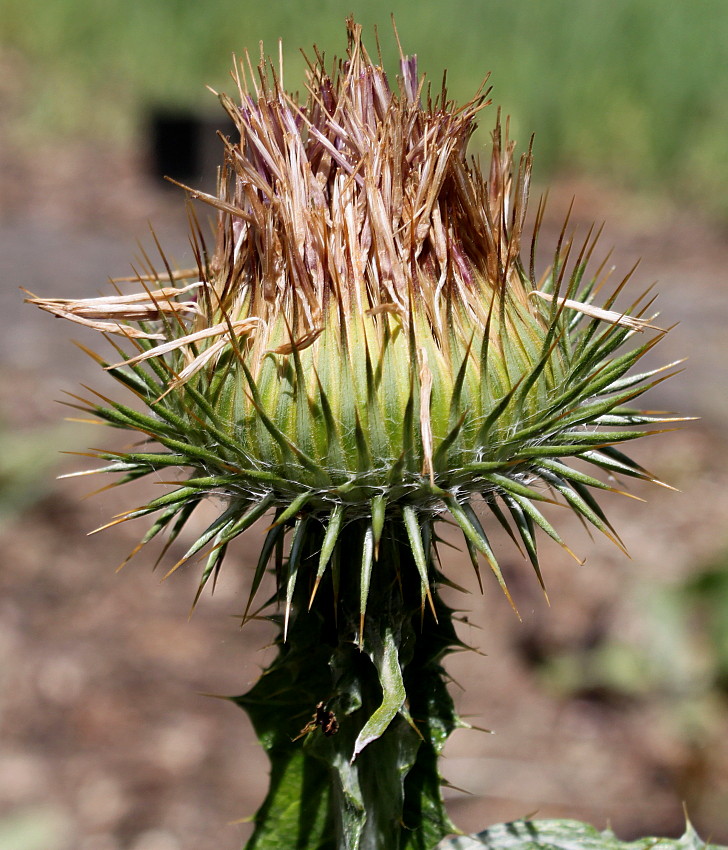 Image of Onopordum acanthium specimen.