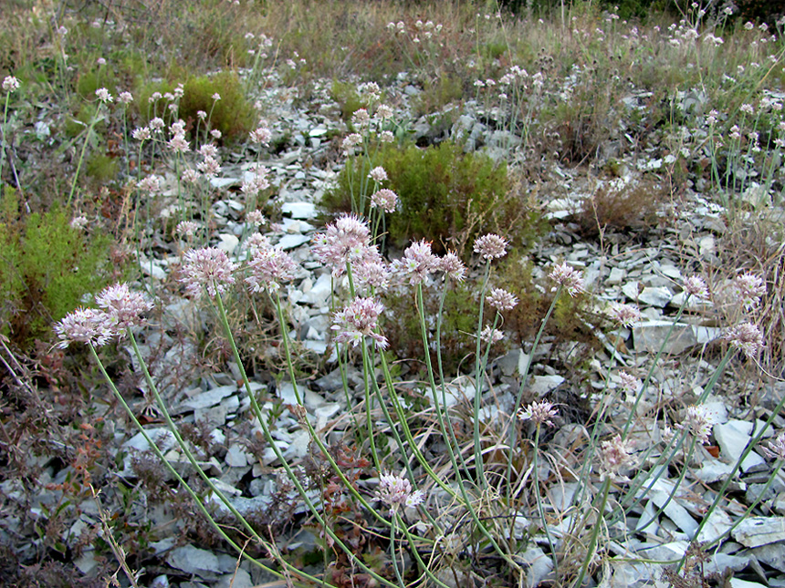 Image of Allium psebaicum specimen.