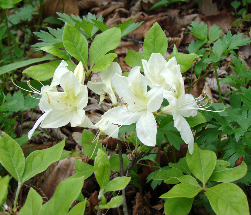 Image of genus Rhododendron specimen.