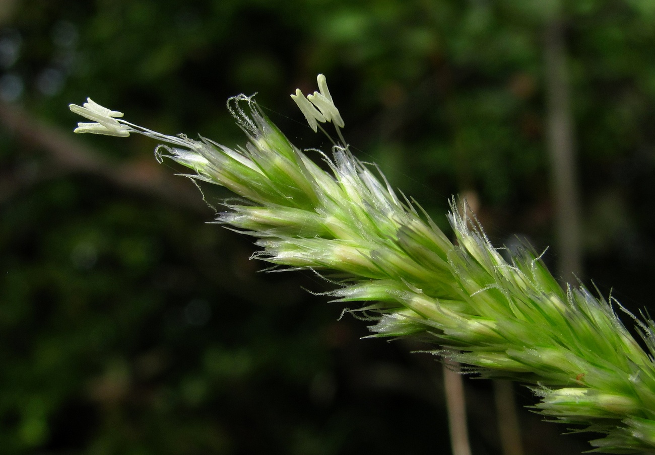 Изображение особи Sesleria alba.