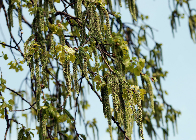 Image of Populus tremula specimen.