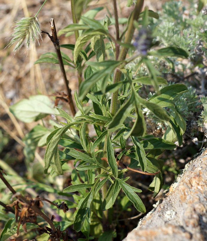 Изображение особи Schizonepeta multifida.