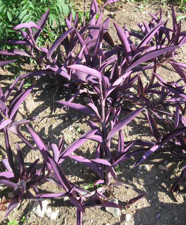 Изображение особи Tradescantia pallida.