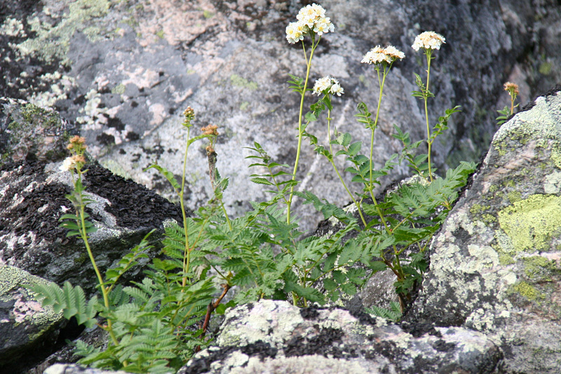 Image of Sorbaria grandiflora specimen.