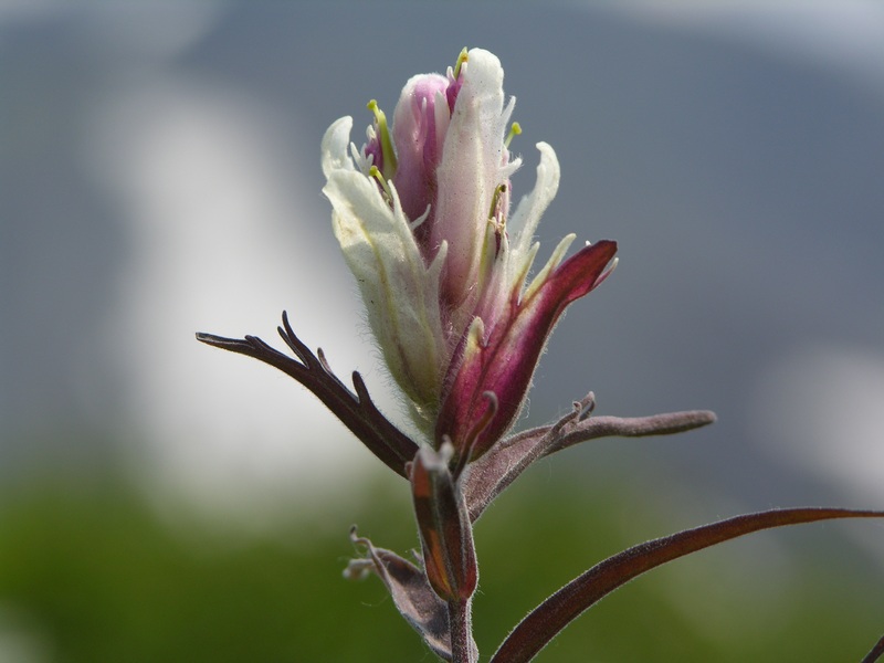 Image of Castilleja pavlovii specimen.