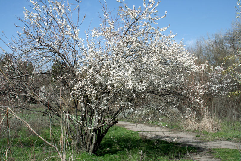 Изображение особи Prunus cerasifera.