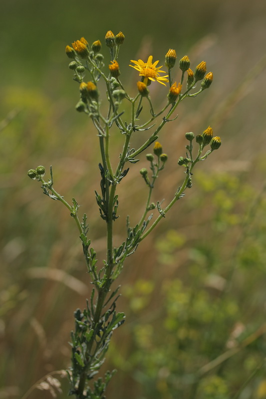 Изображение особи Senecio jacobaea.