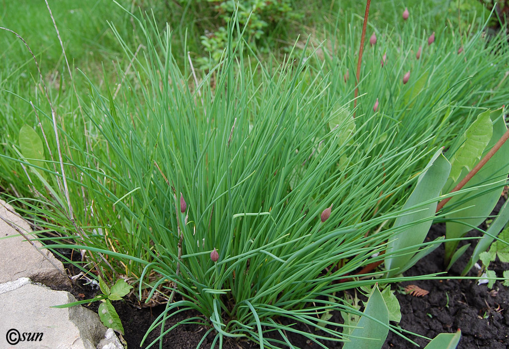 Image of Allium schoenoprasum specimen.