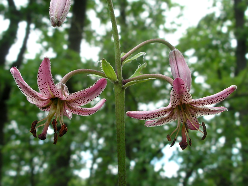 Image of Lilium pilosiusculum specimen.