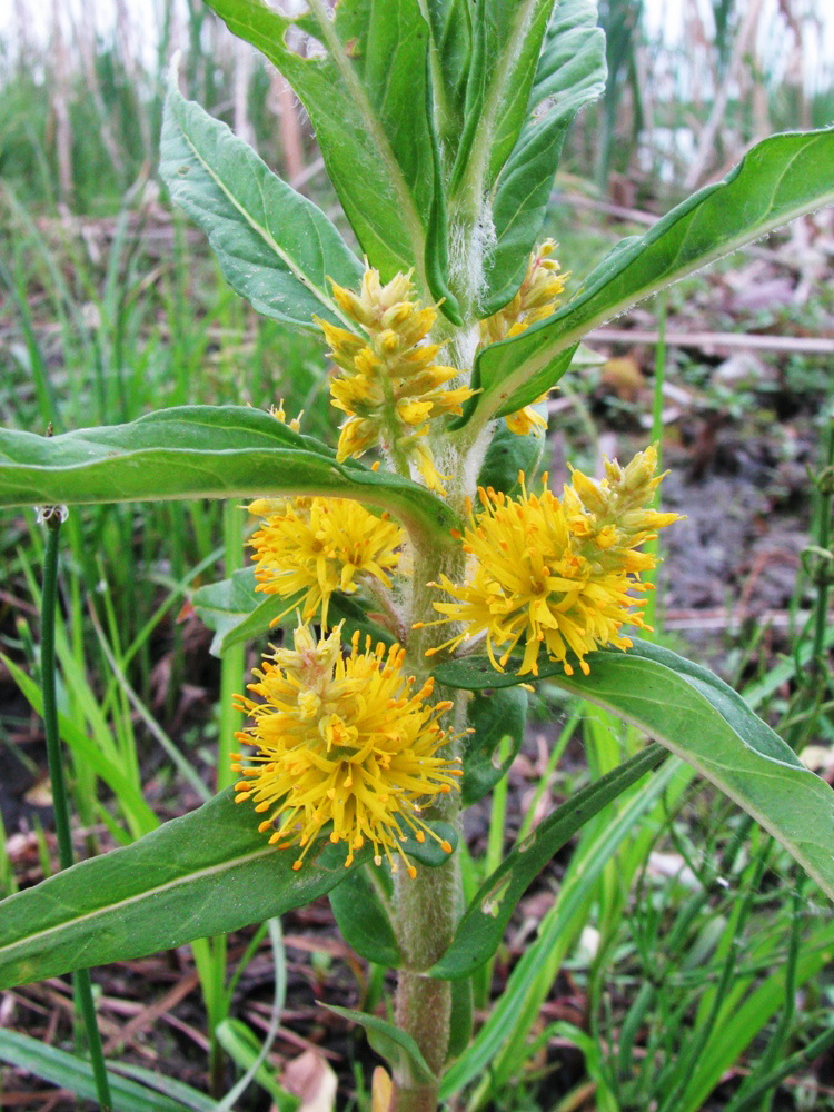 Image of Naumburgia thyrsiflora specimen.