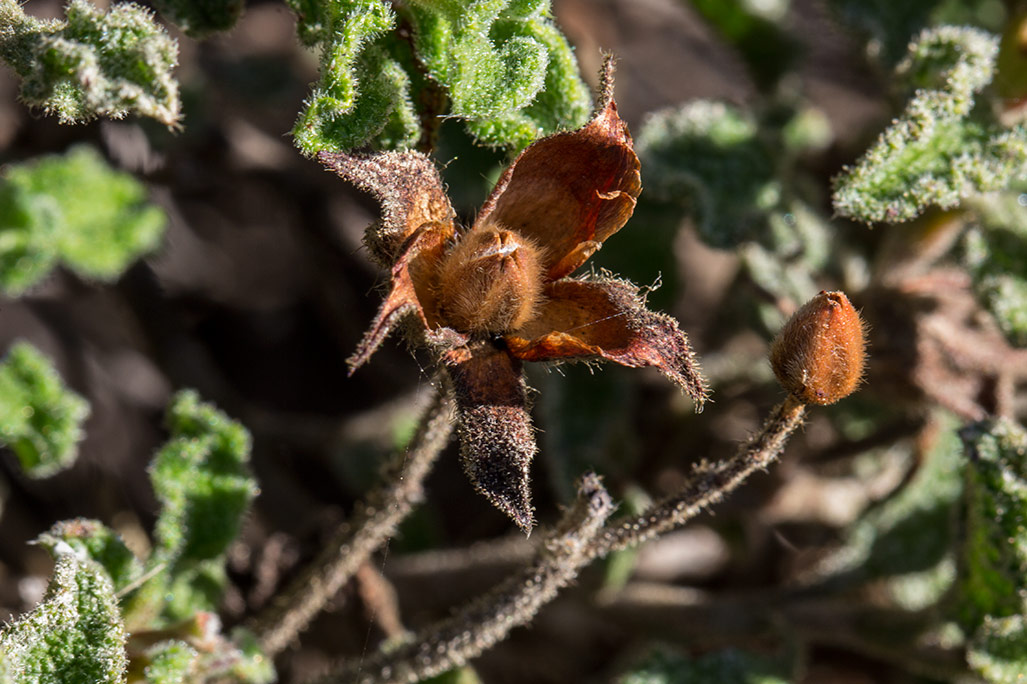 Image of Cistus creticus specimen.