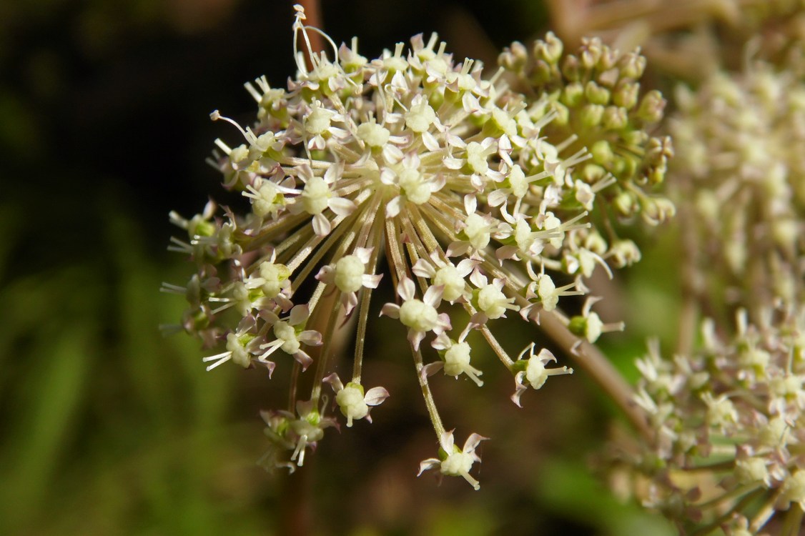 Image of Angelica sylvestris specimen.