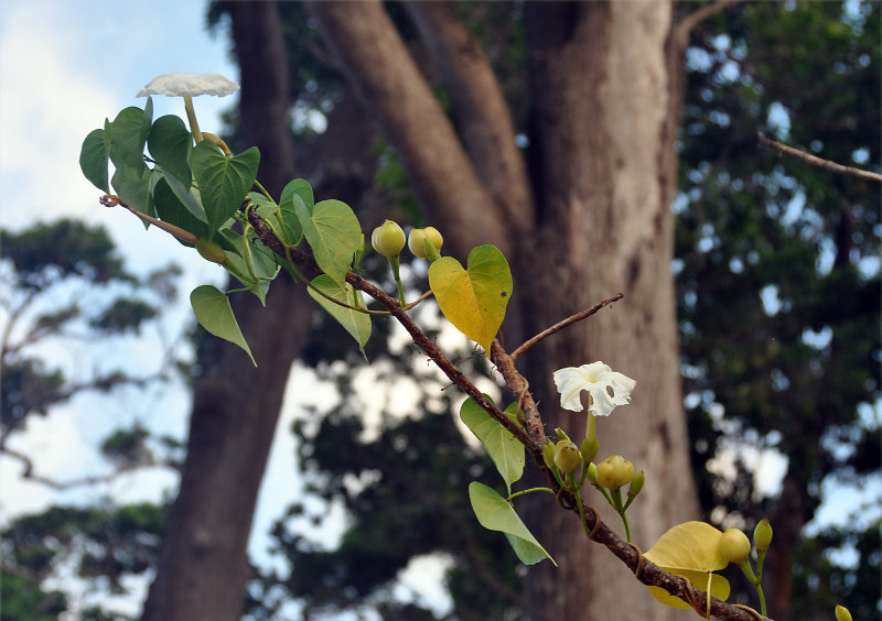 Image of Ipomoea violacea specimen.