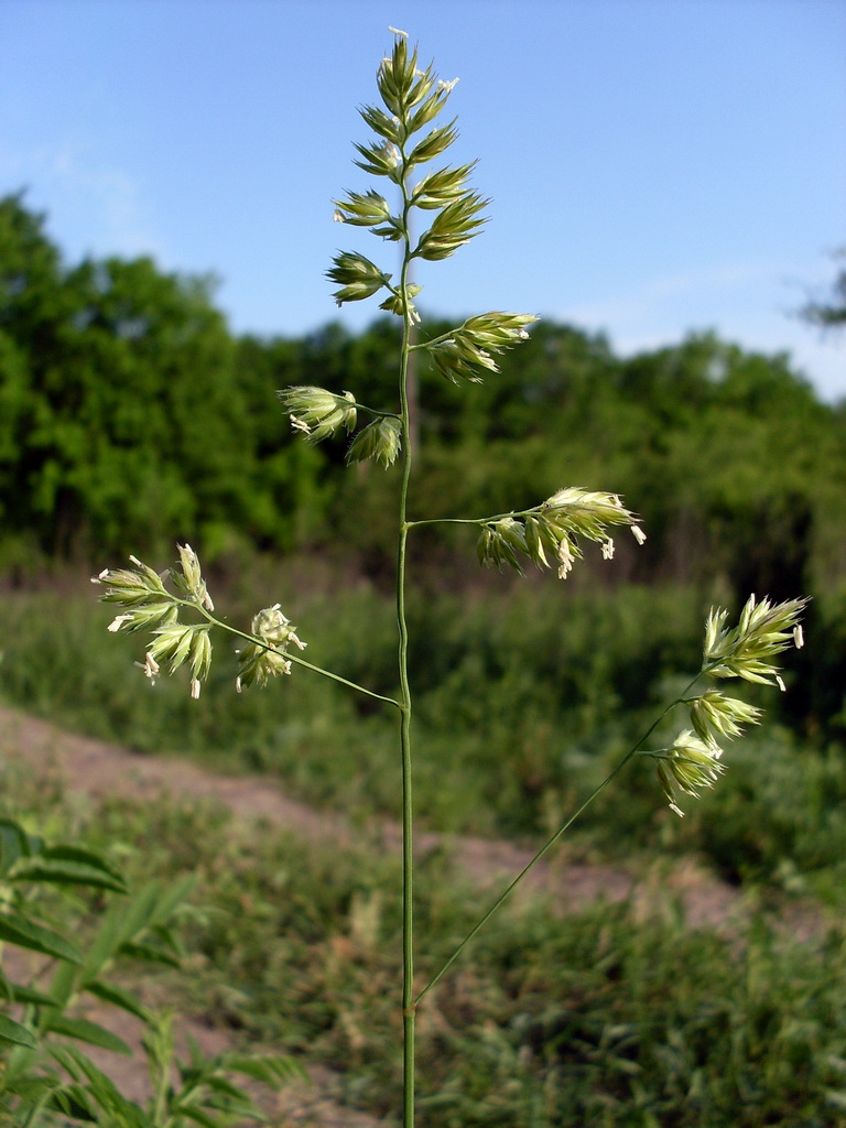 Изображение особи Dactylis glomerata.