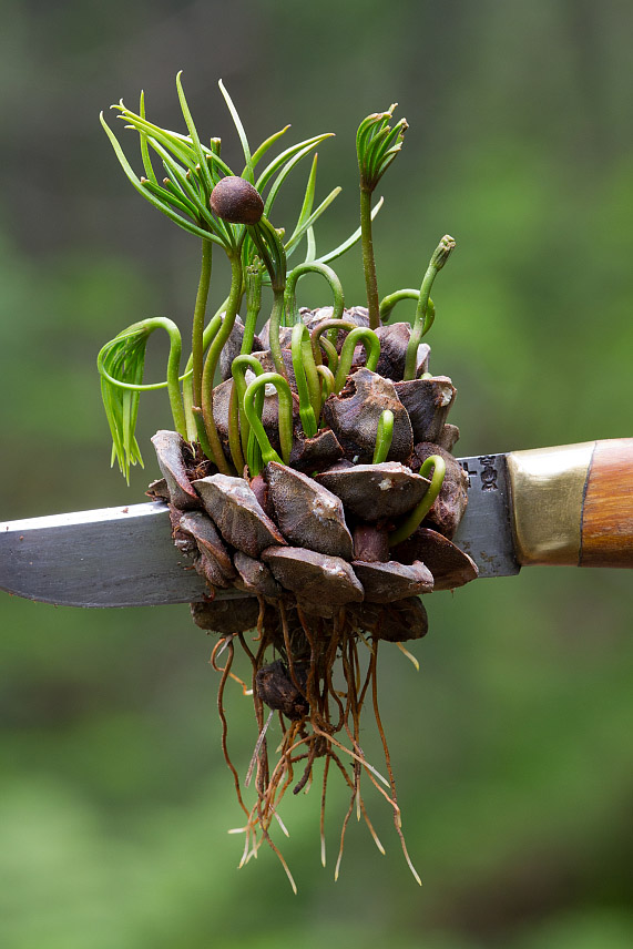 Image of Pinus sibirica specimen.