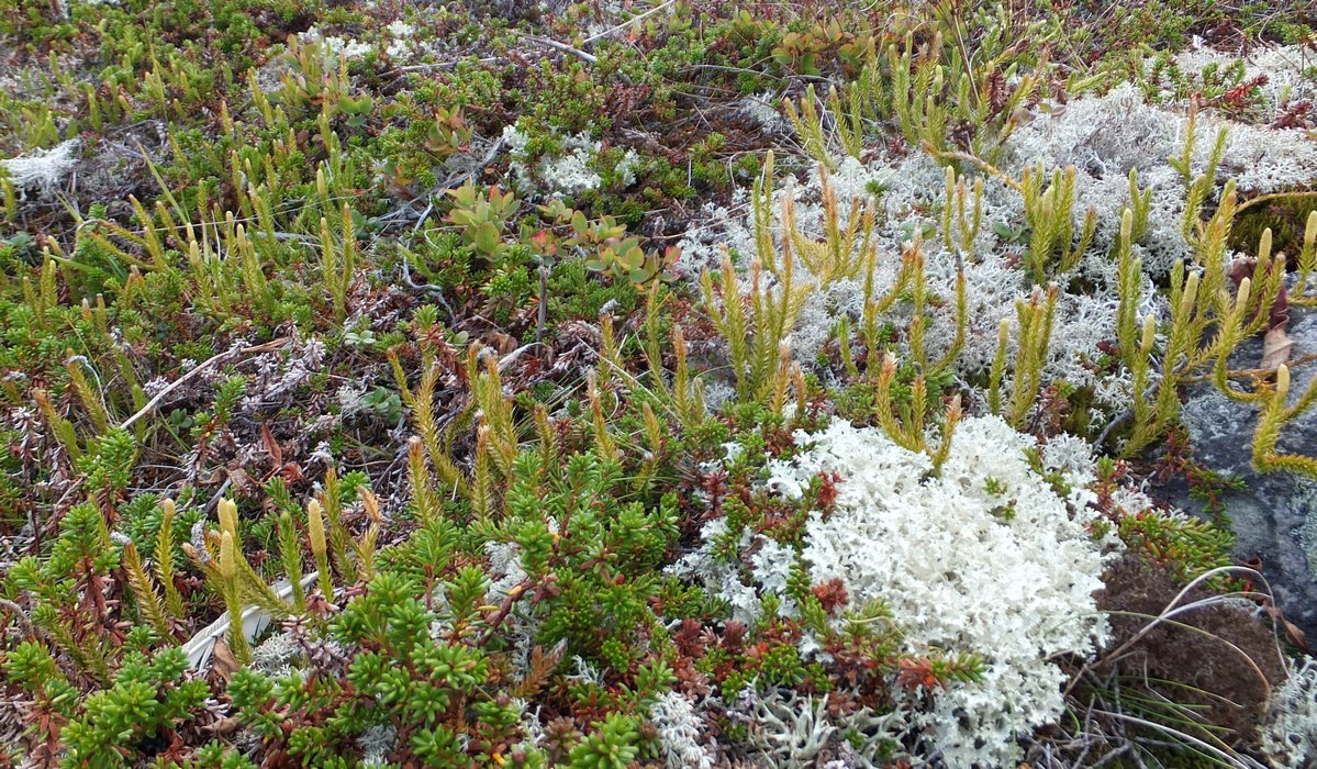 Image of Lycopodium dubium specimen.