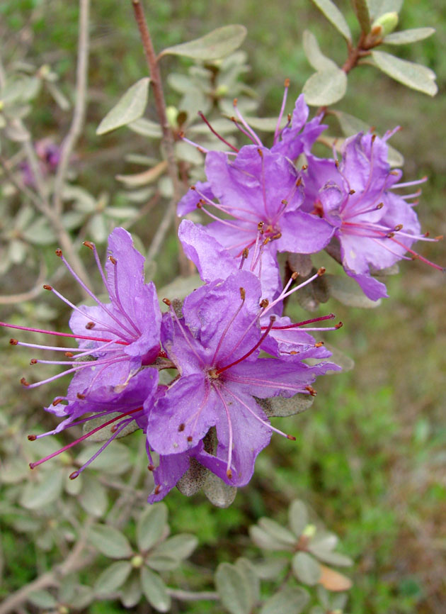 Image of Rhododendron parvifolium specimen.