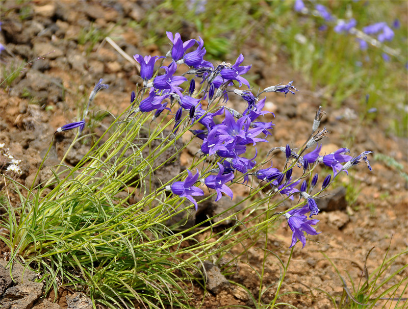 Image of Campanula turczaninovii specimen.