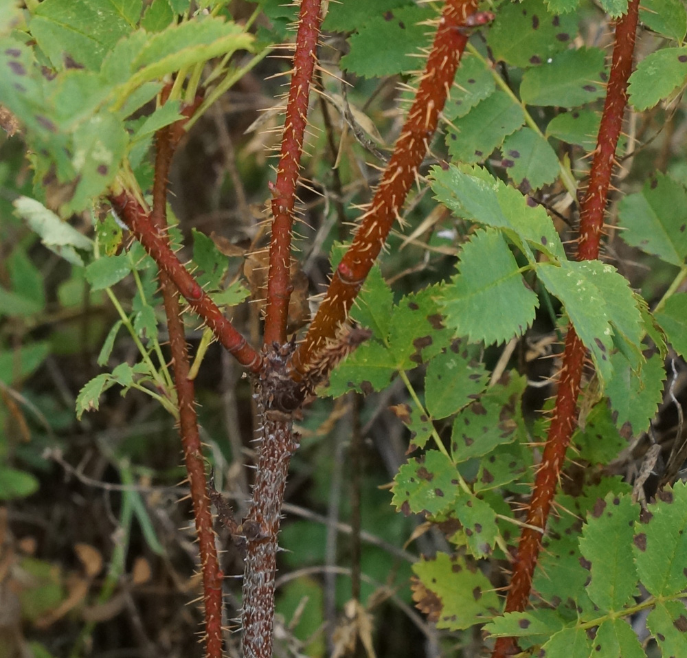 Image of Rosa spinosissima specimen.