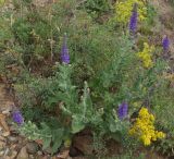 Salvia deserta