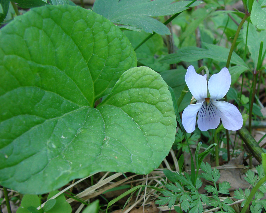 Image of Viola epipsila specimen.