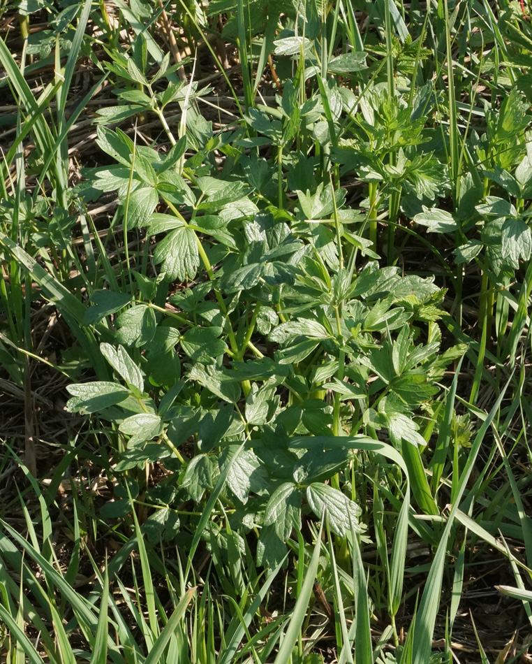 Изображение особи Thalictrum flavum.