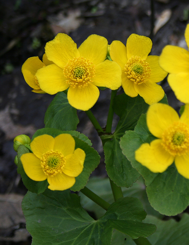 Image of Caltha palustris specimen.