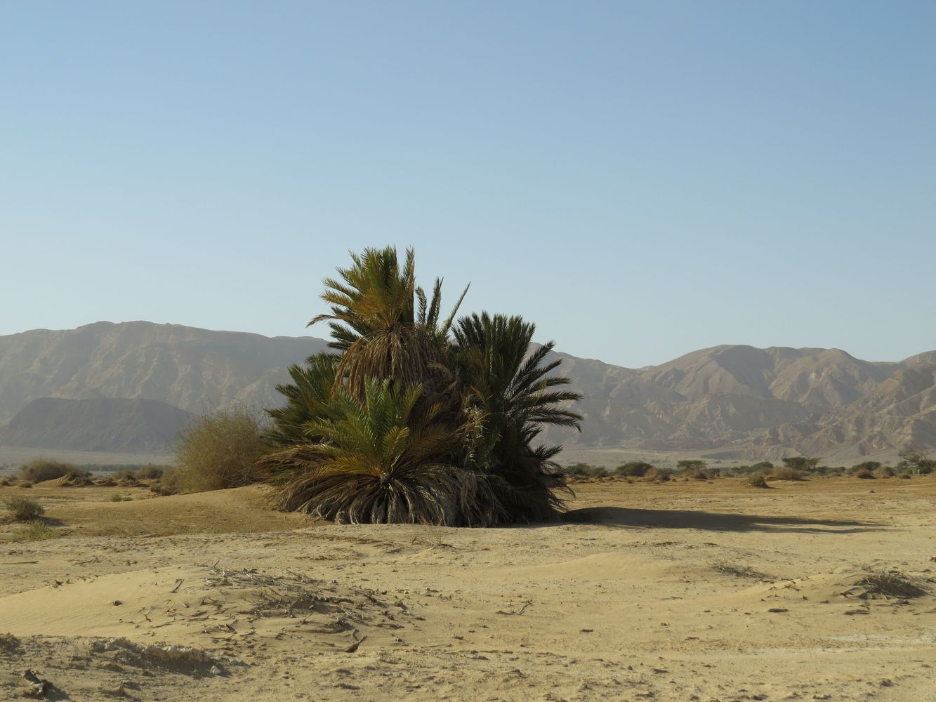 Image of Phoenix dactylifera specimen.