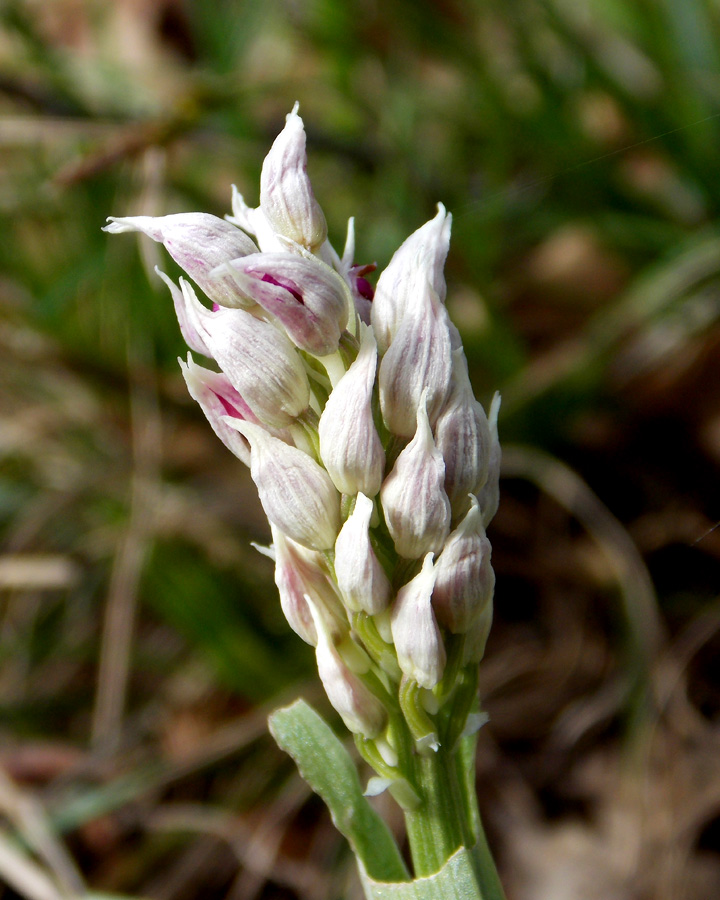 Image of Orchis simia specimen.