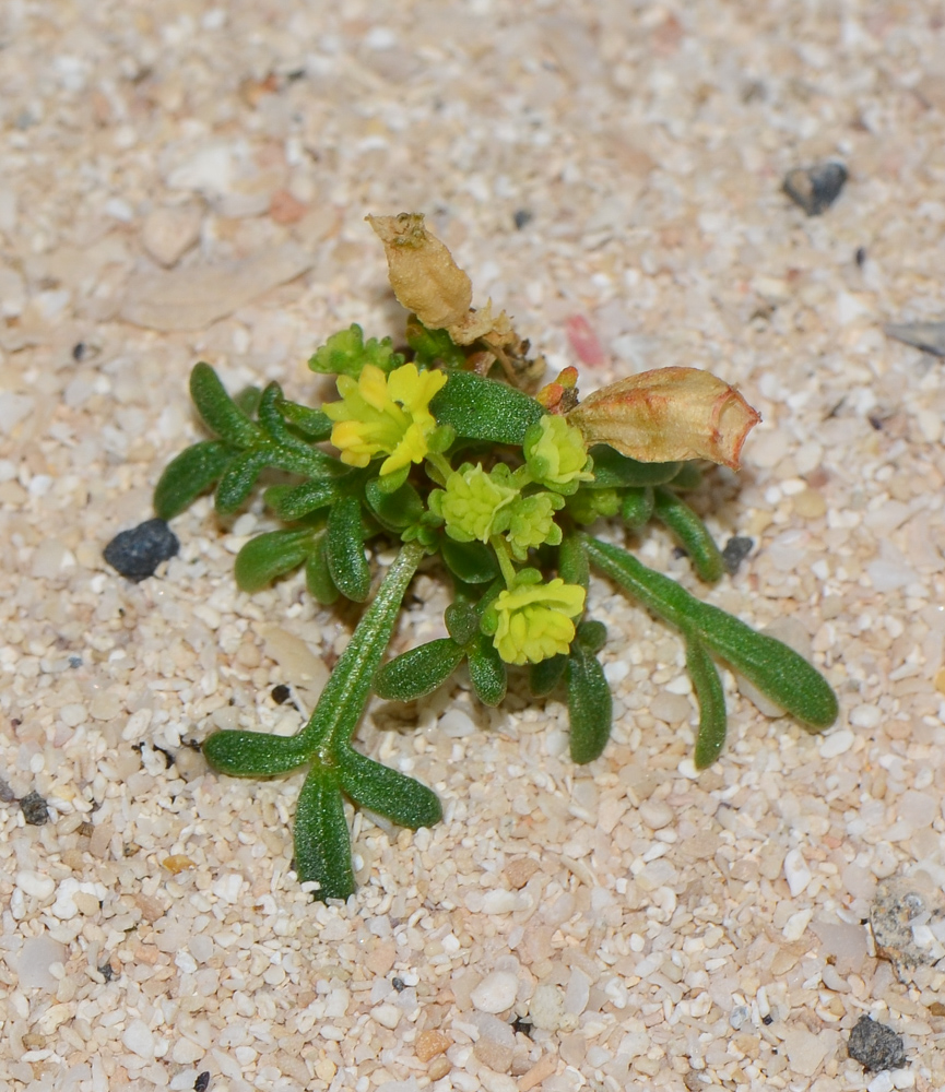 Image of Reseda crystallina specimen.