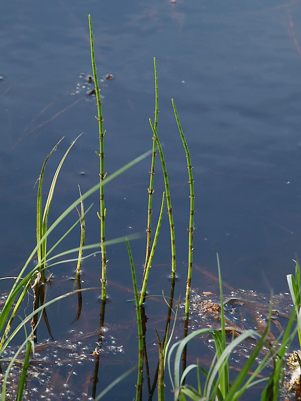 Изображение особи Equisetum fluviatile.