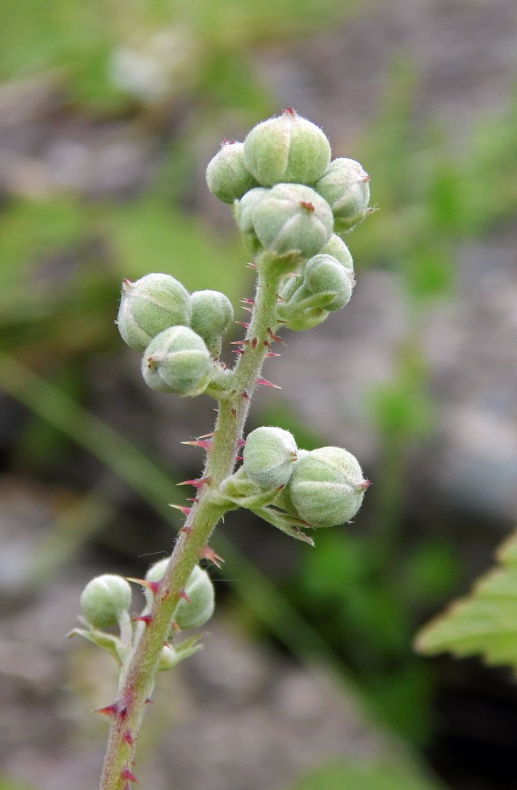 Image of genus Rubus specimen.