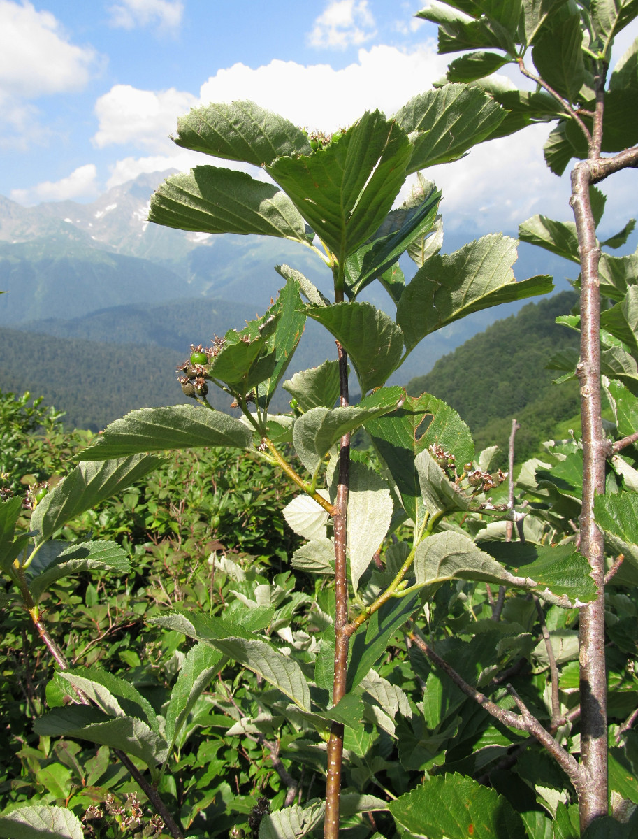 Изображение особи род Sorbus.