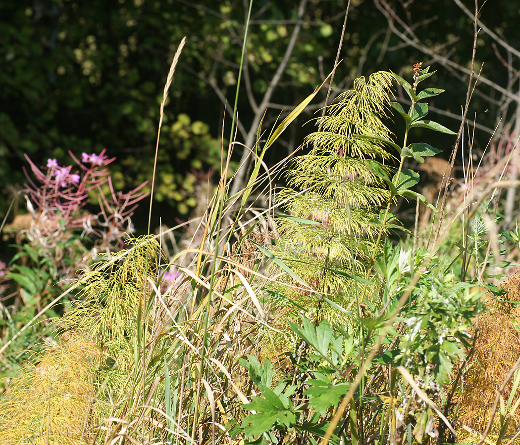 Image of Equisetum sylvaticum specimen.