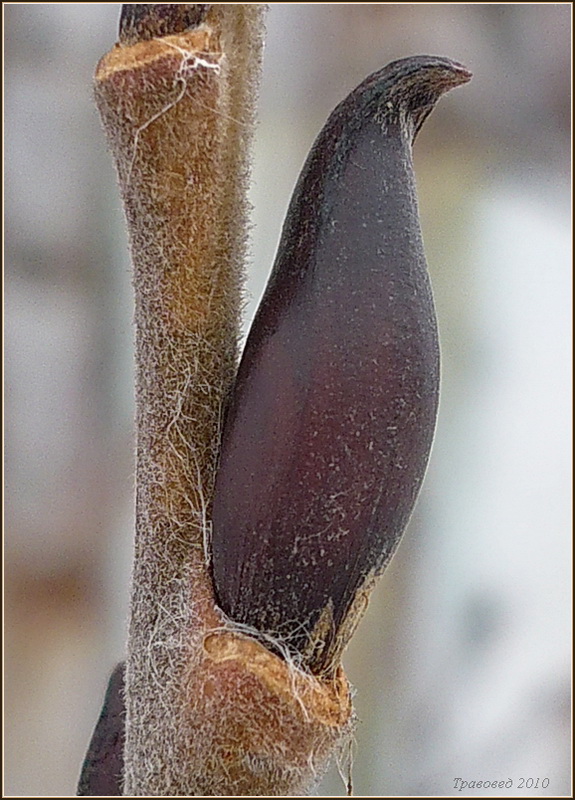 Image of Salix caprea specimen.