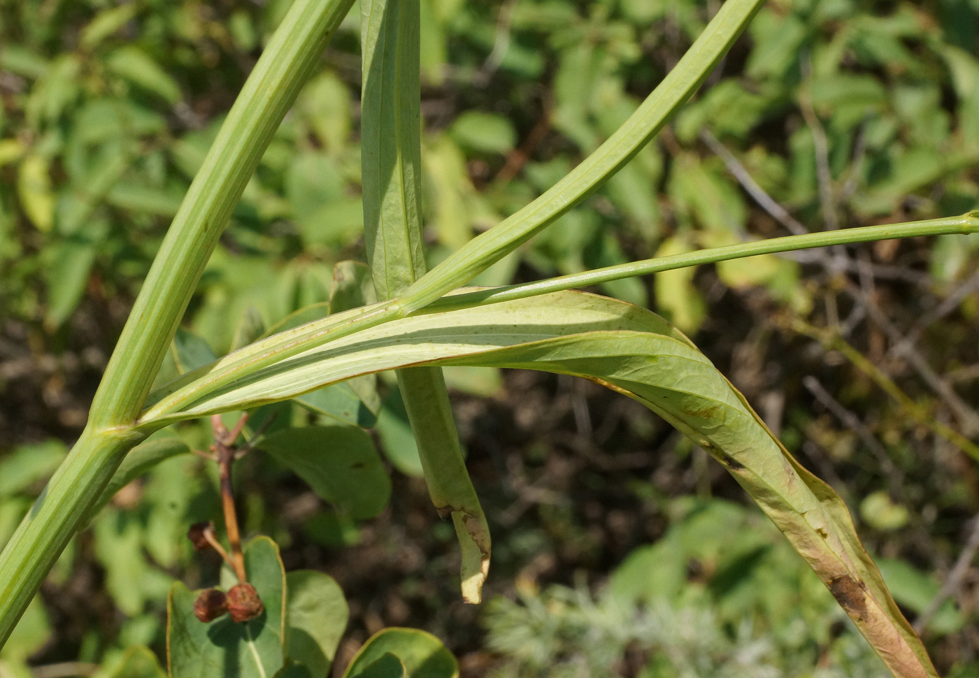 Изображение особи Bupleurum krylovianum.