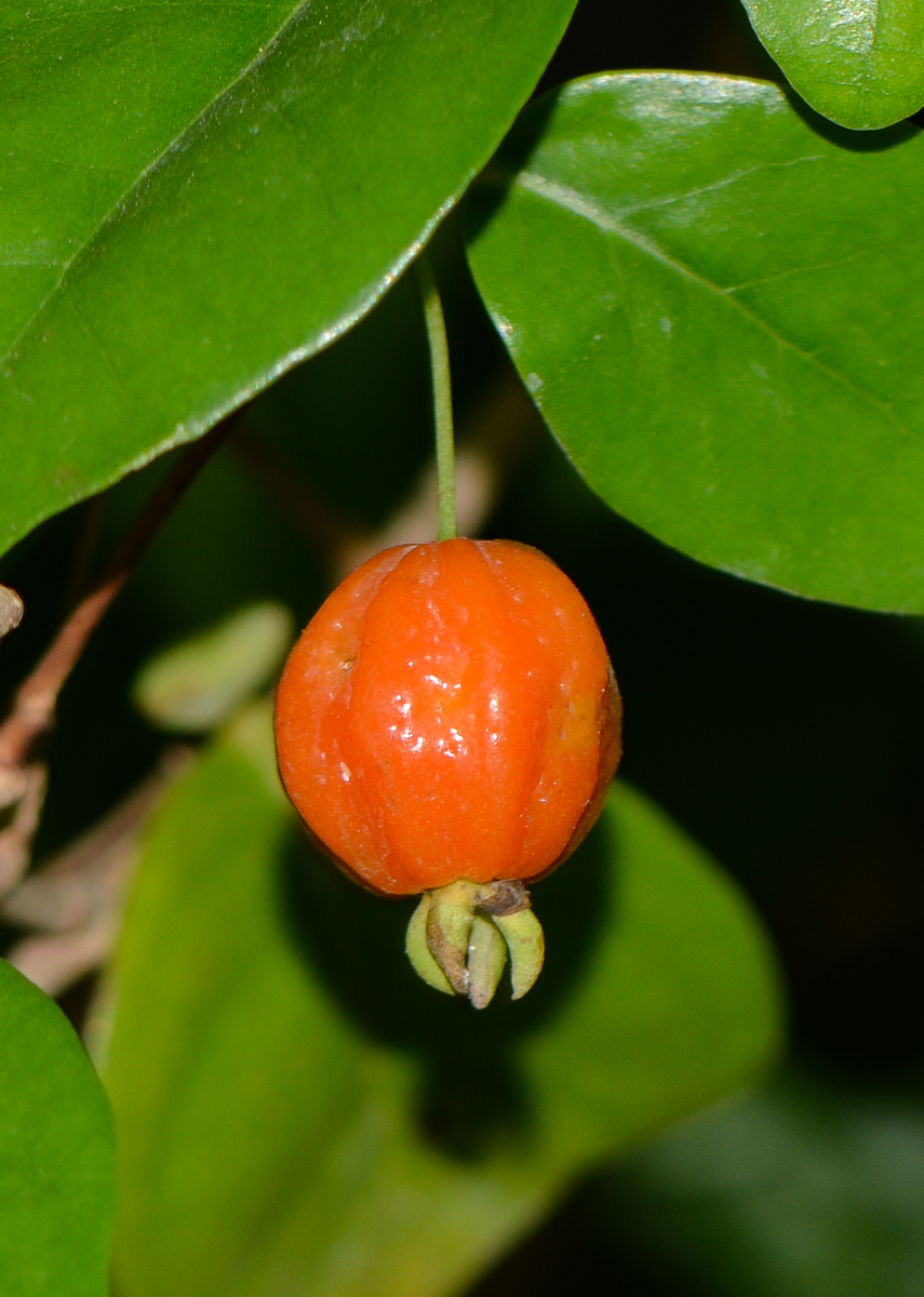 Image of Eugenia uniflora specimen.