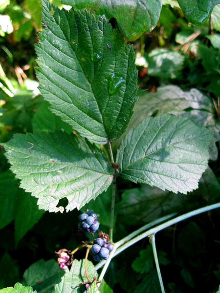 Image of Rubus caesius specimen.