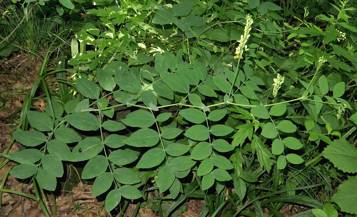 Image of Lathyrus davidii specimen.