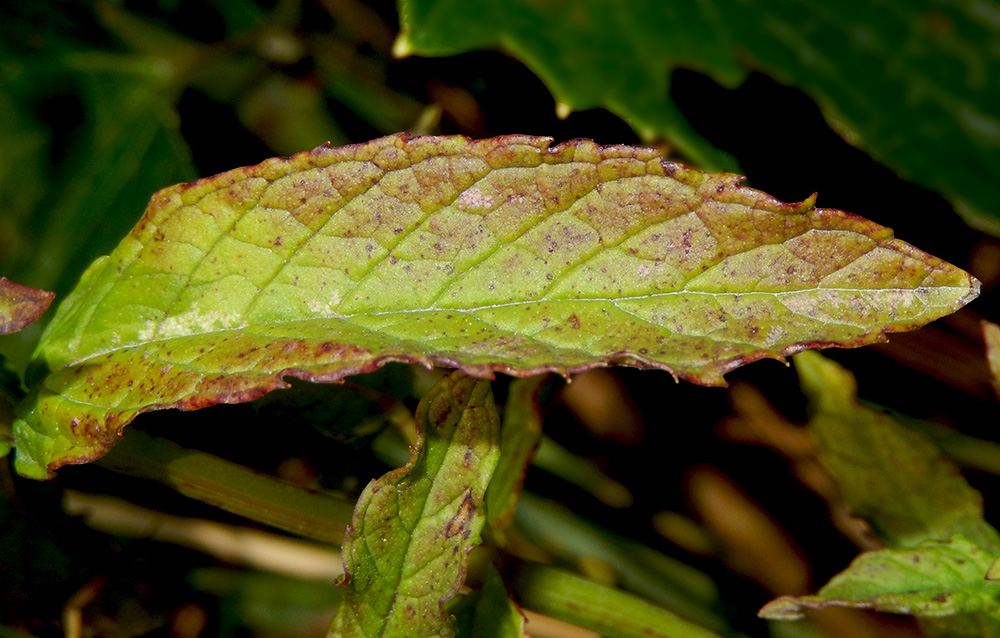 Image of Mentha spicata specimen.