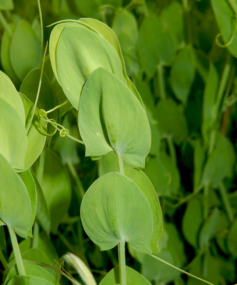 Image of Lathyrus aphaca specimen.