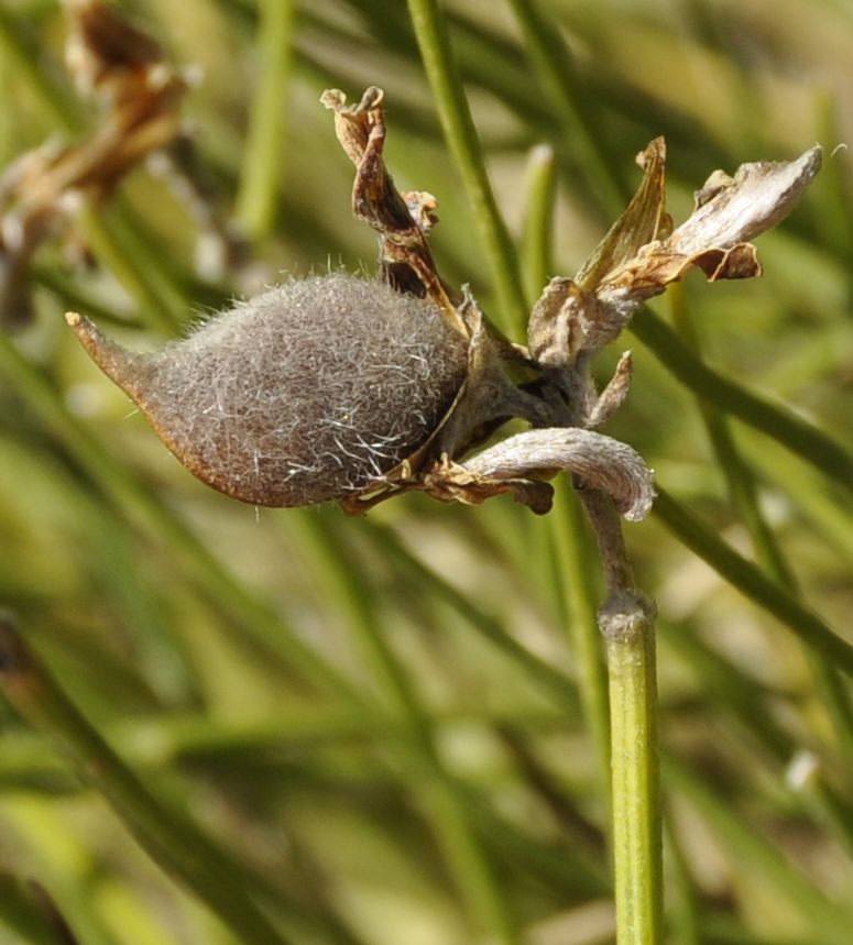 Image of Genista radiata specimen.