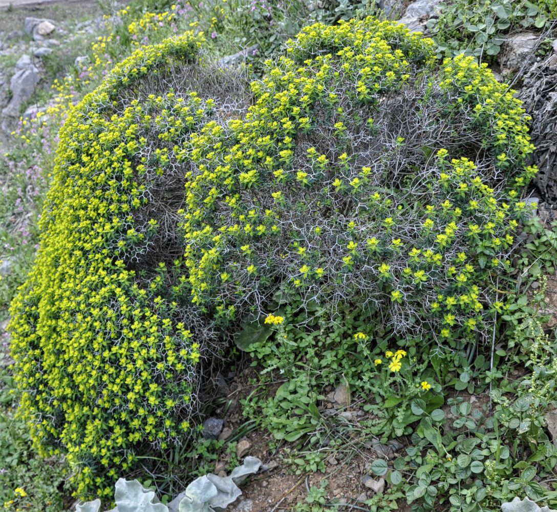 Изображение особи Euphorbia acanthothamnos.