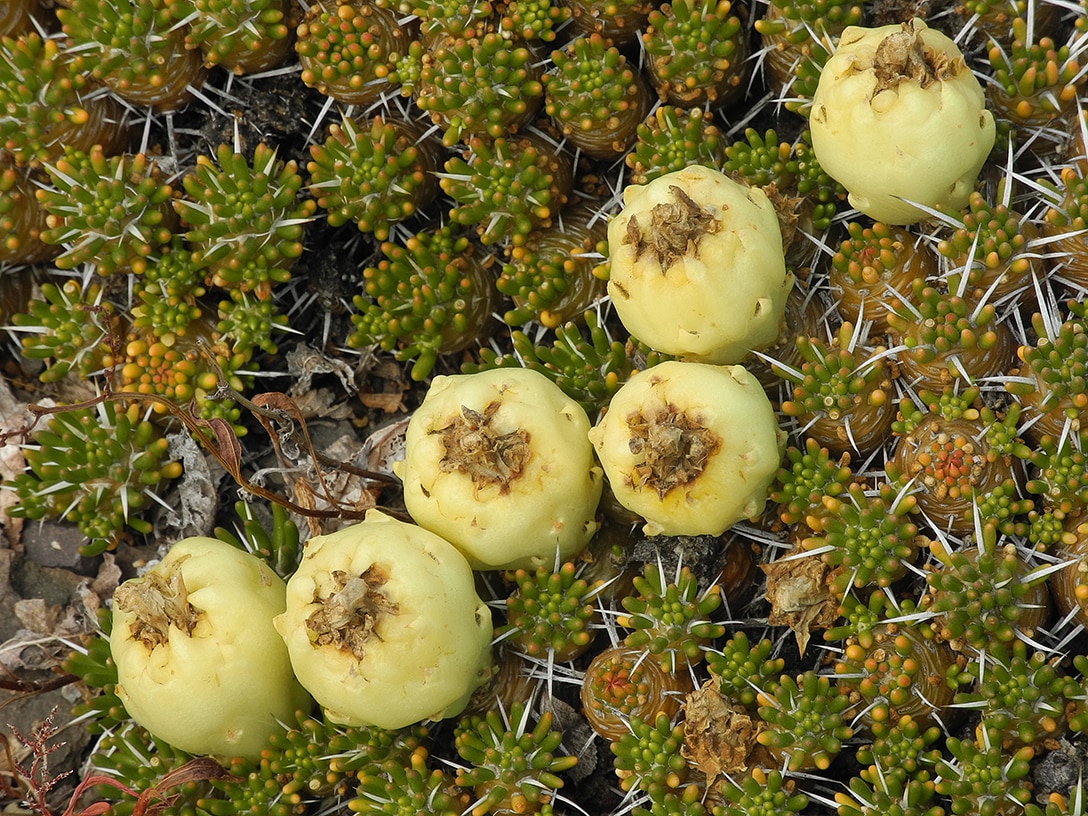 Image of Maihuenia poeppigii specimen.