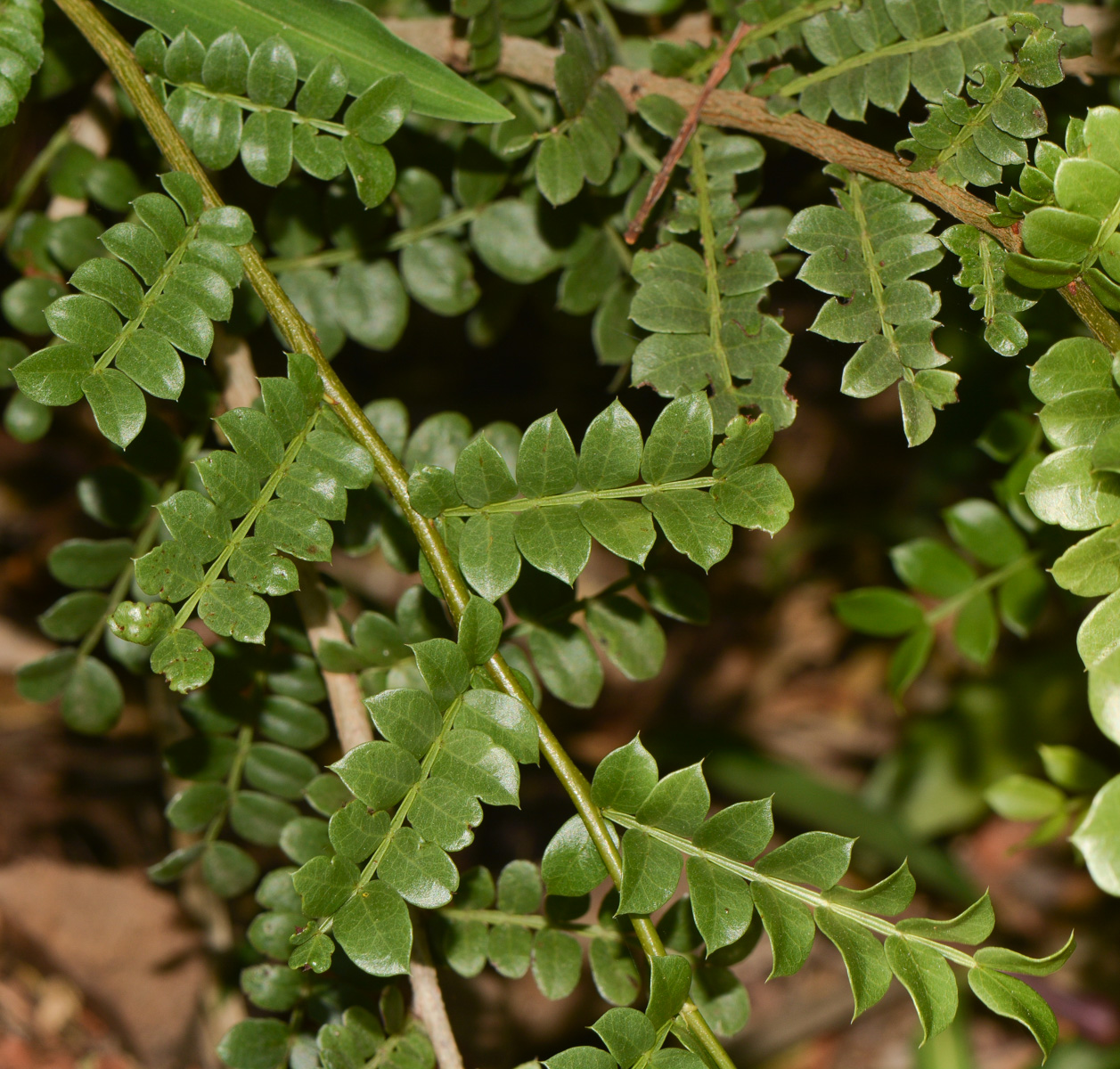 Image of Schotia afra specimen.