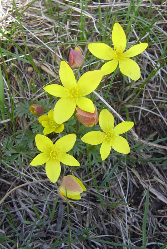 Изображение особи Anemone gortschakowii.