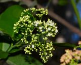 Ehretia tinifolia