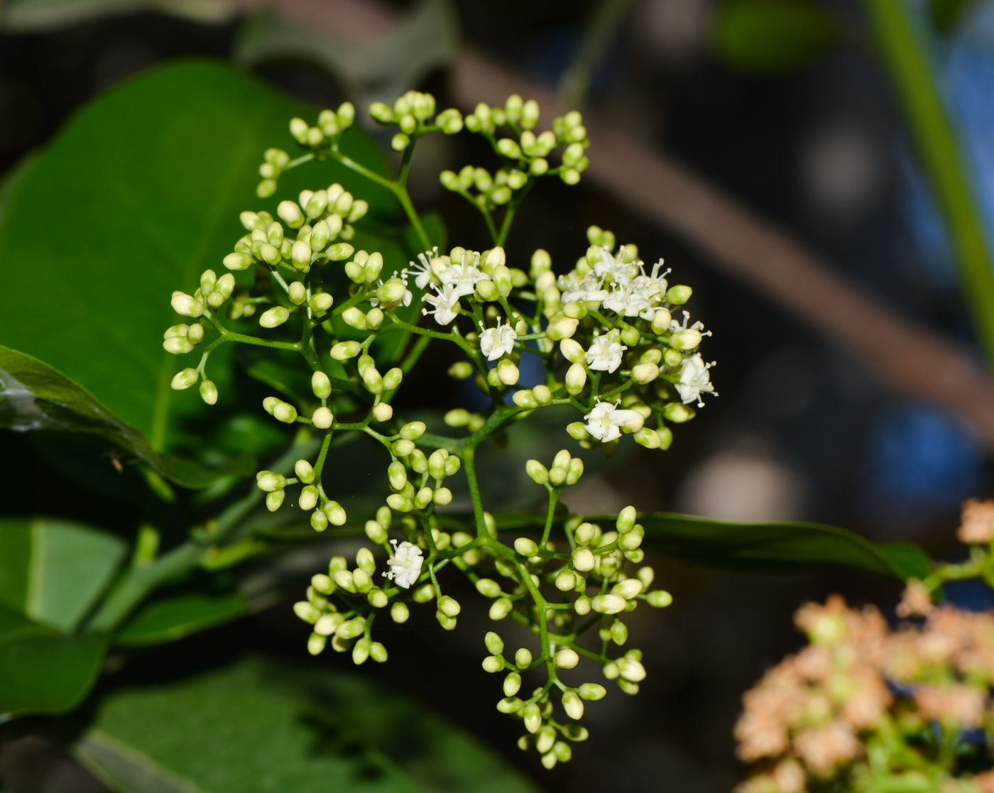 Изображение особи Ehretia tinifolia.