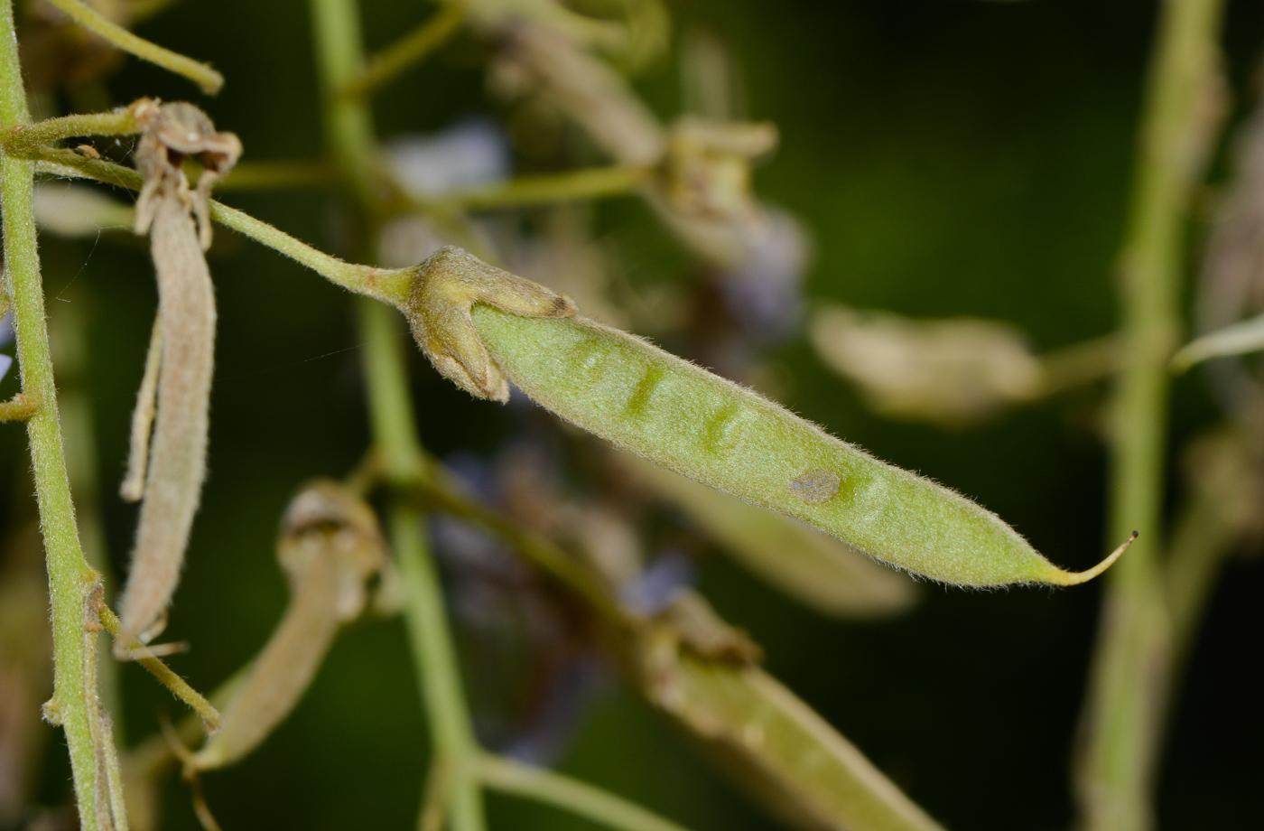 Image of Bolusanthus speciosus specimen.